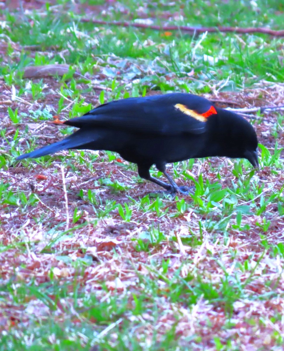 Red-winged Blackbird - ML617802147