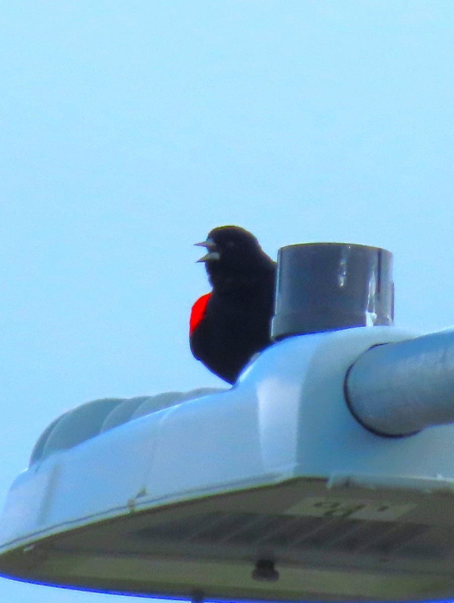 Red-winged Blackbird - ML617802148