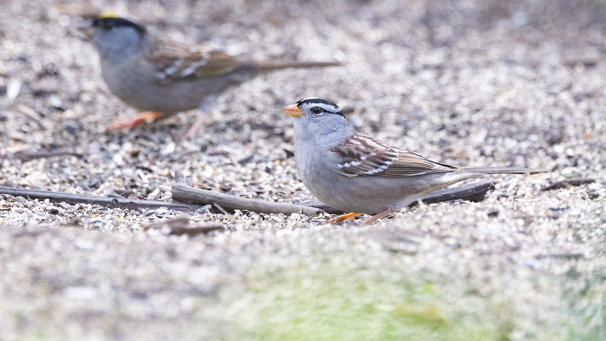 White-crowned Sparrow (Gambel's) - ML617802156