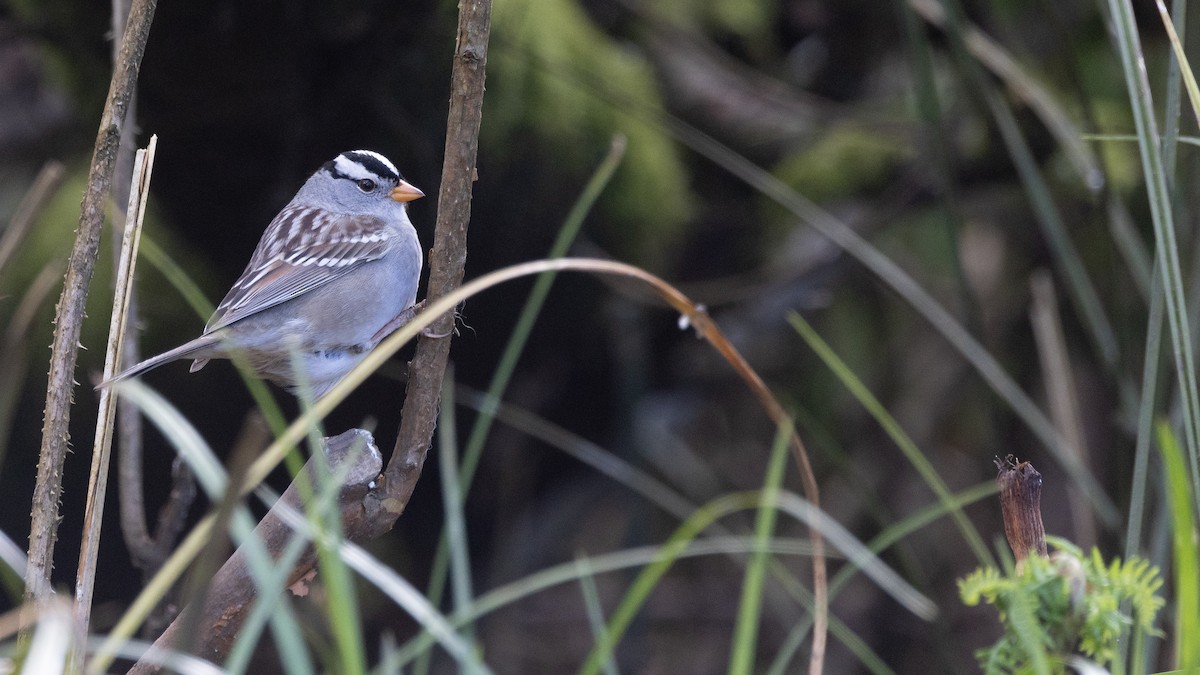 White-crowned Sparrow (Gambel's) - Liam Hutcheson