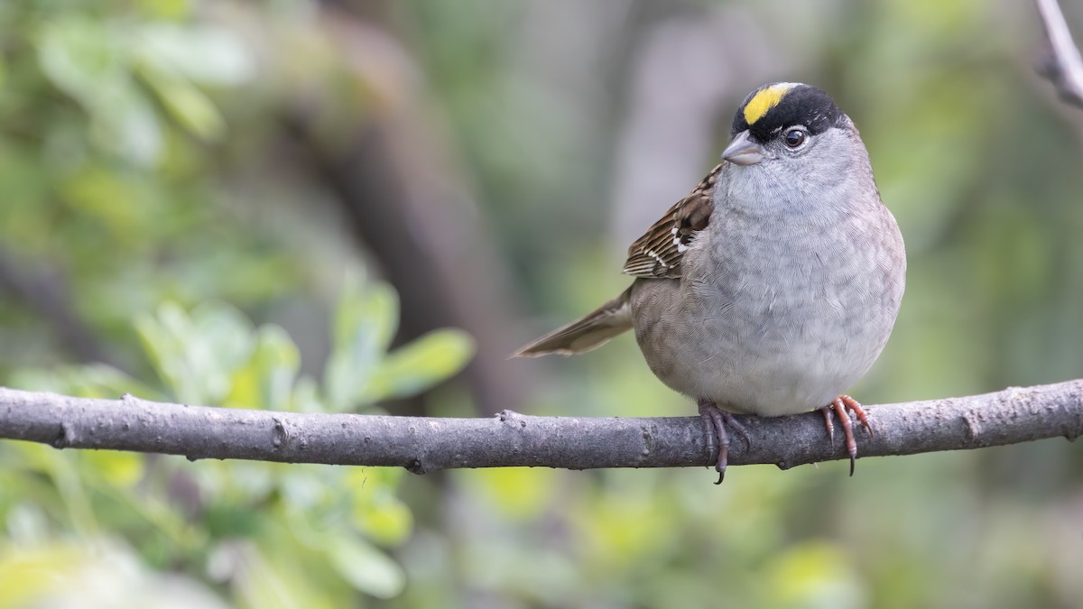 Golden-crowned Sparrow - Liam Hutcheson