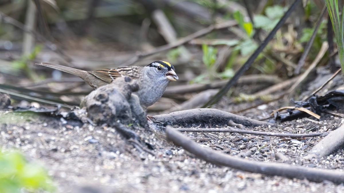 White-crowned x Golden-crowned Sparrow (hybrid) - ML617802219
