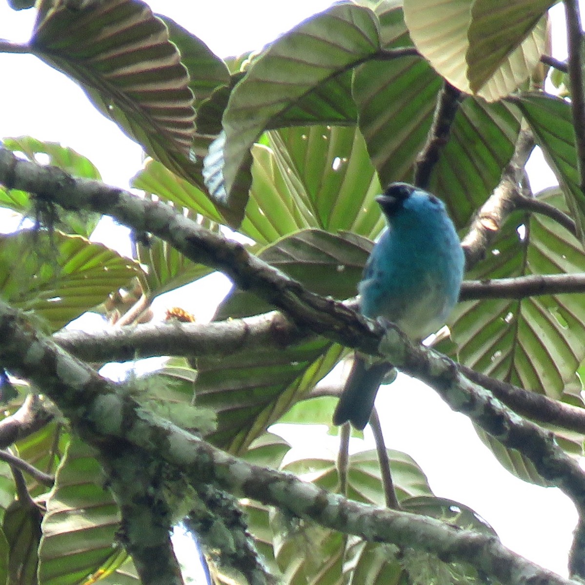 Golden-naped Tanager - ML617802221