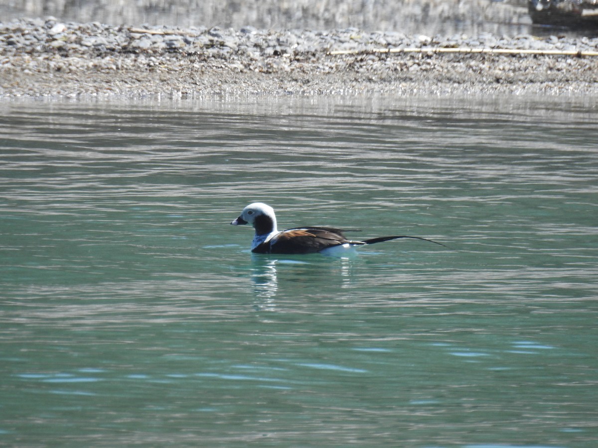 Long-tailed Duck - ML617802230