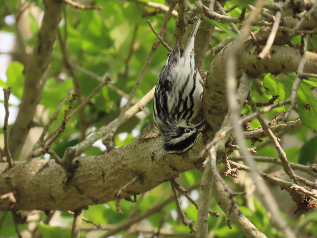 Black-and-white Warbler - ML617802255