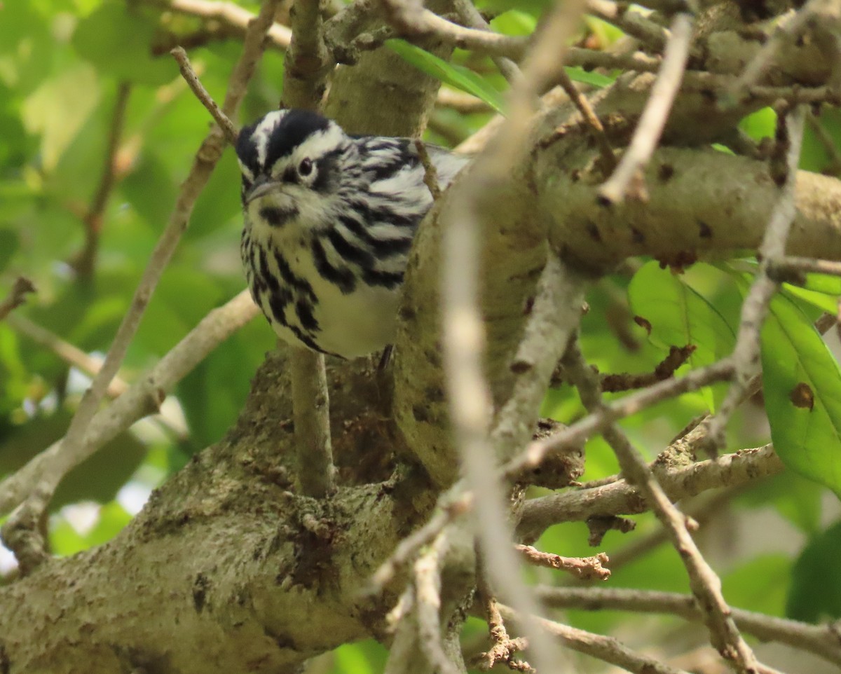 Black-and-white Warbler - ML617802256
