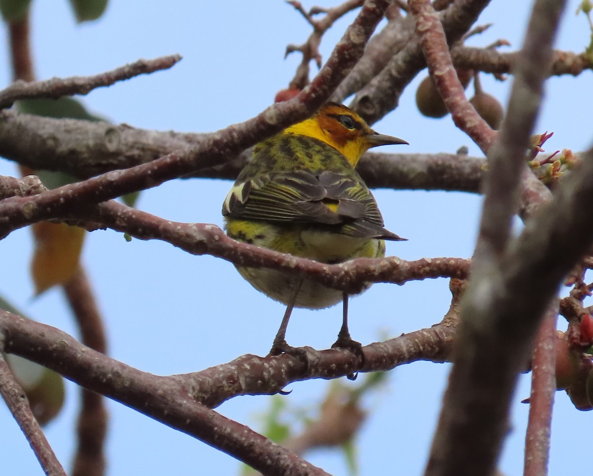 Cape May Warbler - ML617802288