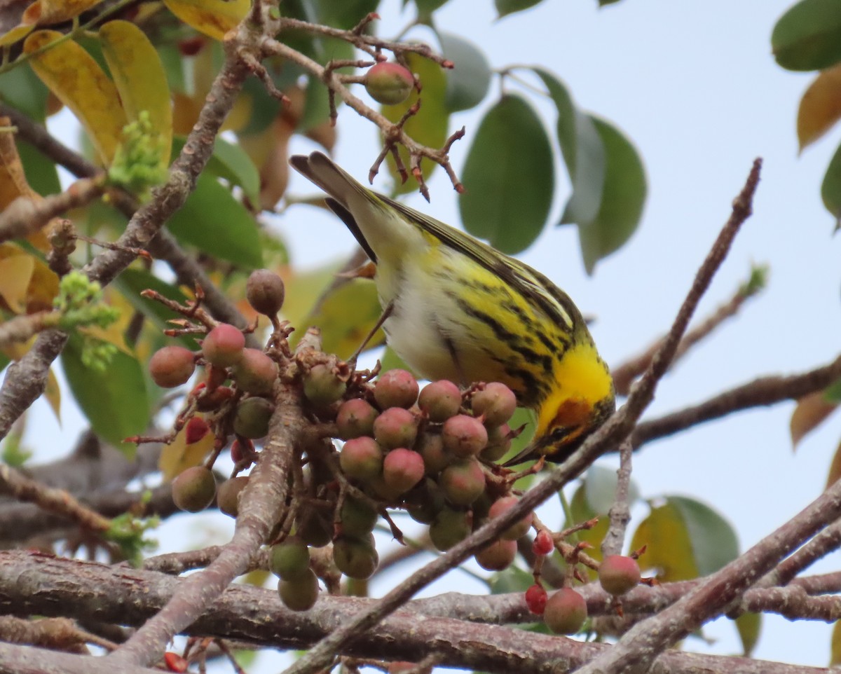 Cape May Warbler - ML617802289
