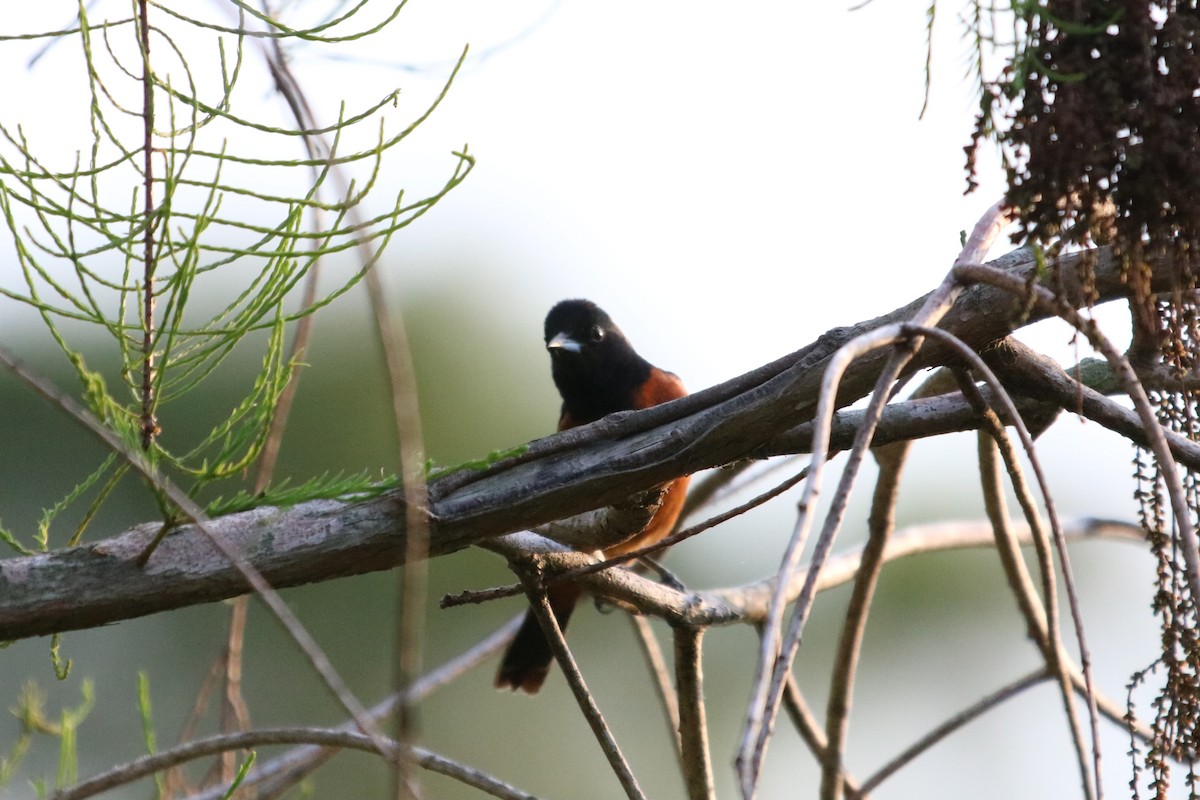 Orchard Oriole - ML617802368