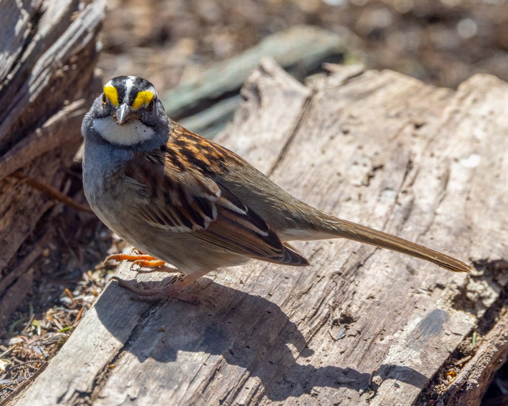 White-throated Sparrow - ML617802380