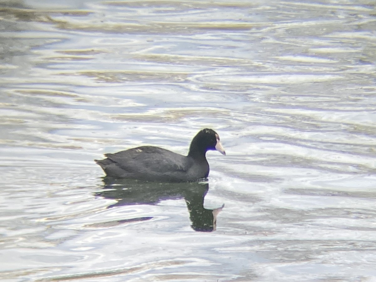 American Coot (Red-shielded) - Matt Anthony