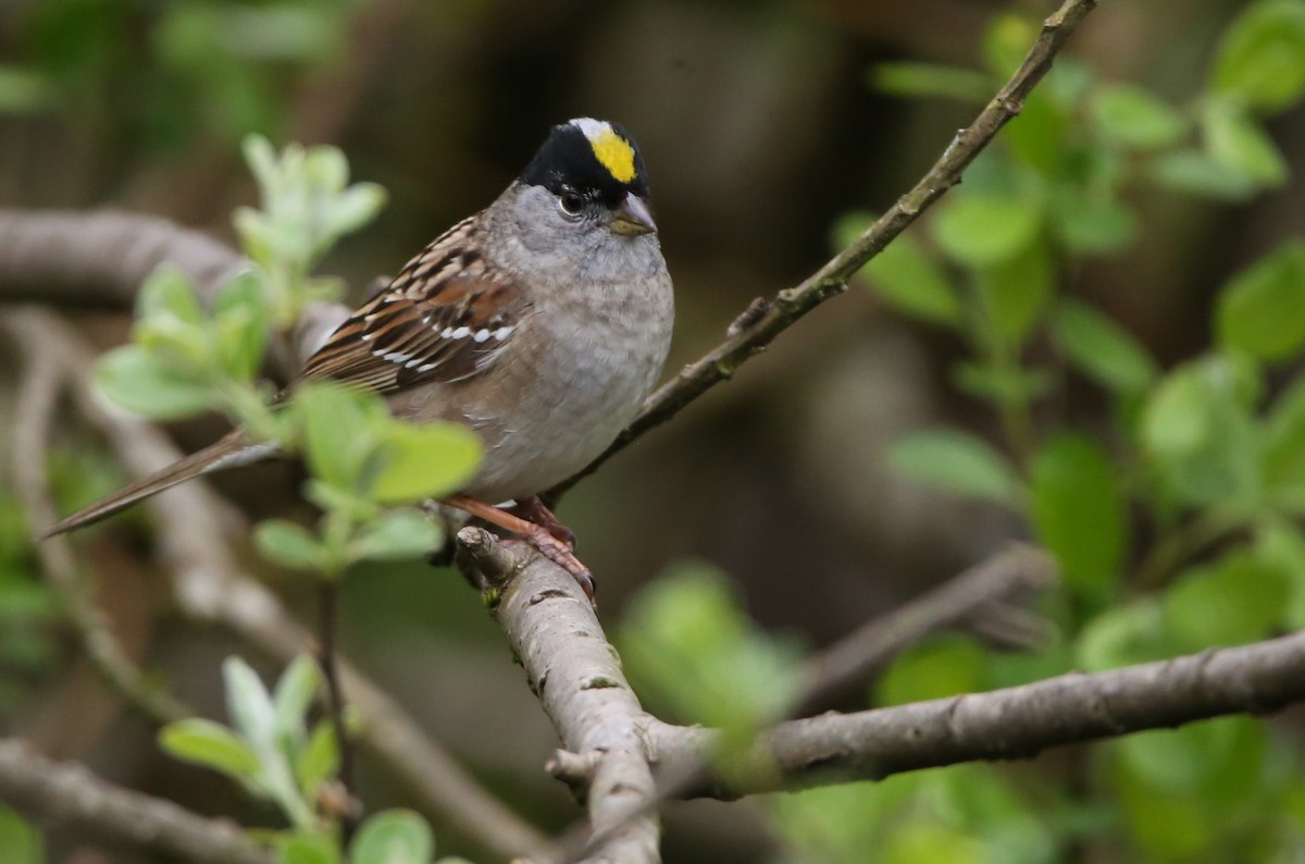 Golden-crowned Sparrow - ML617802399