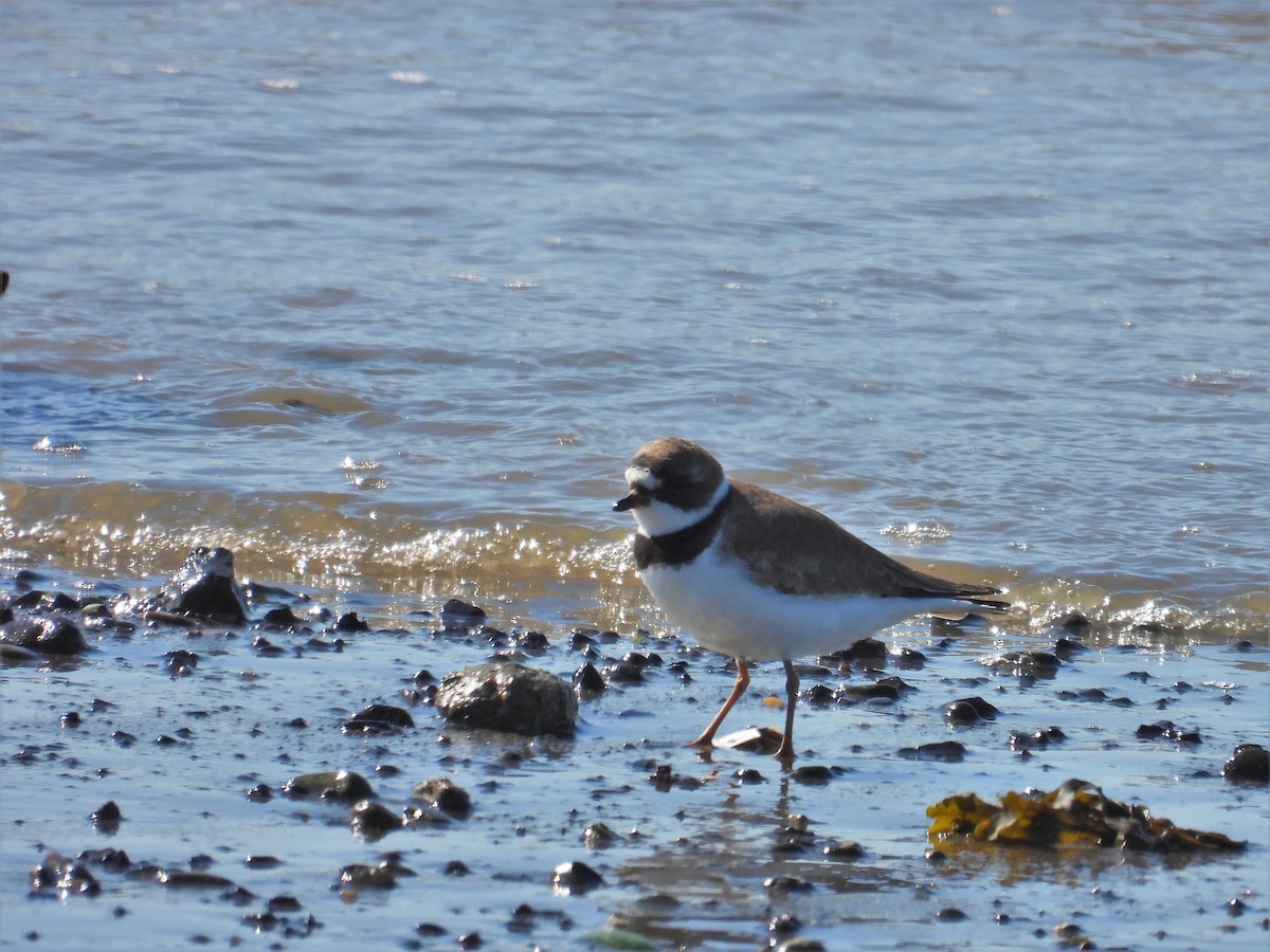 Semipalmated Plover - ML617802405