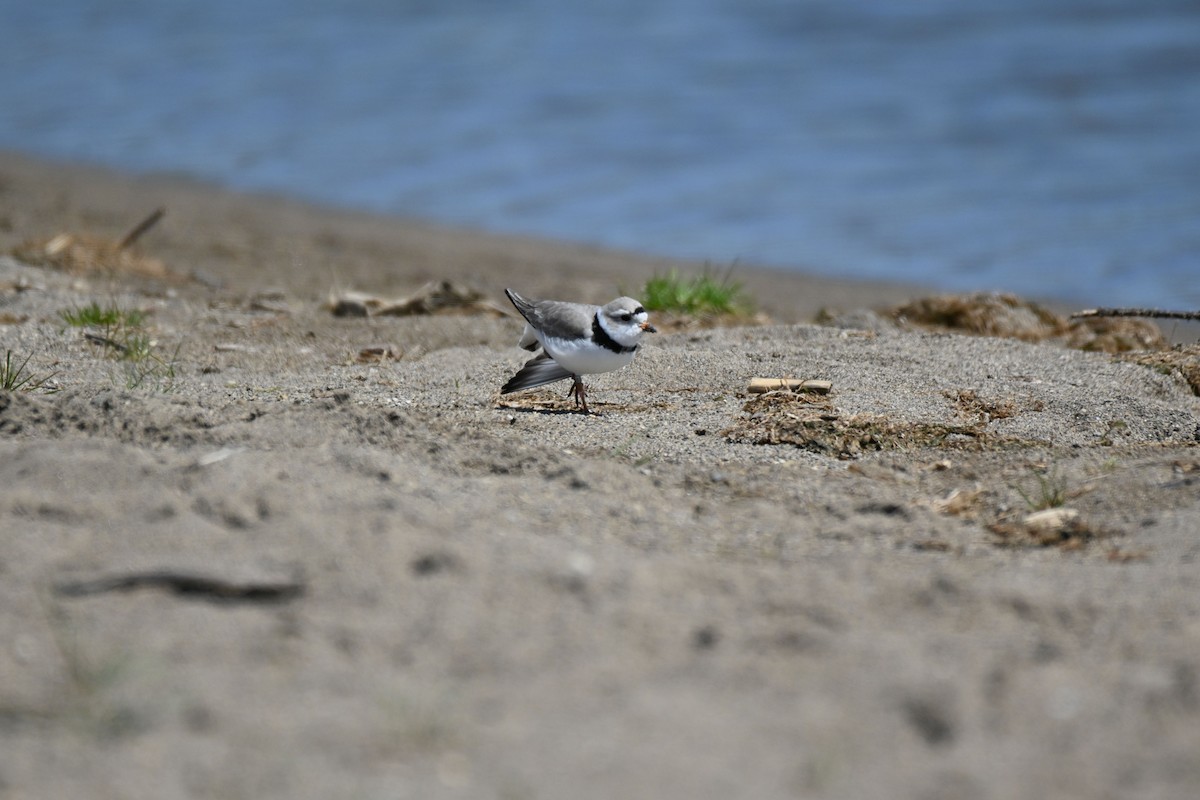 Piping Plover - ML617802441