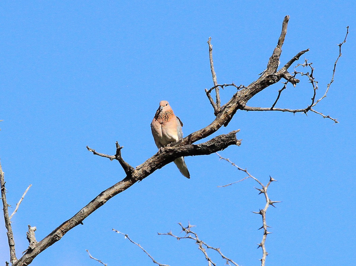 Laughing Dove - ML617802444
