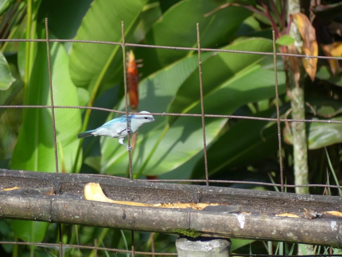Blue-gray Tanager - ML617802454