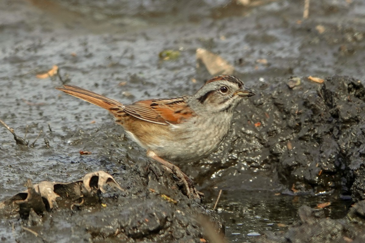 Swamp Sparrow - ML617802459