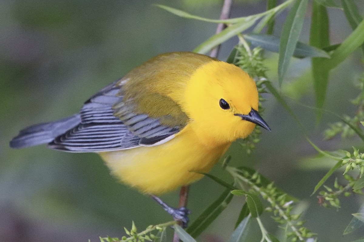 Prothonotary Warbler - ML617802467