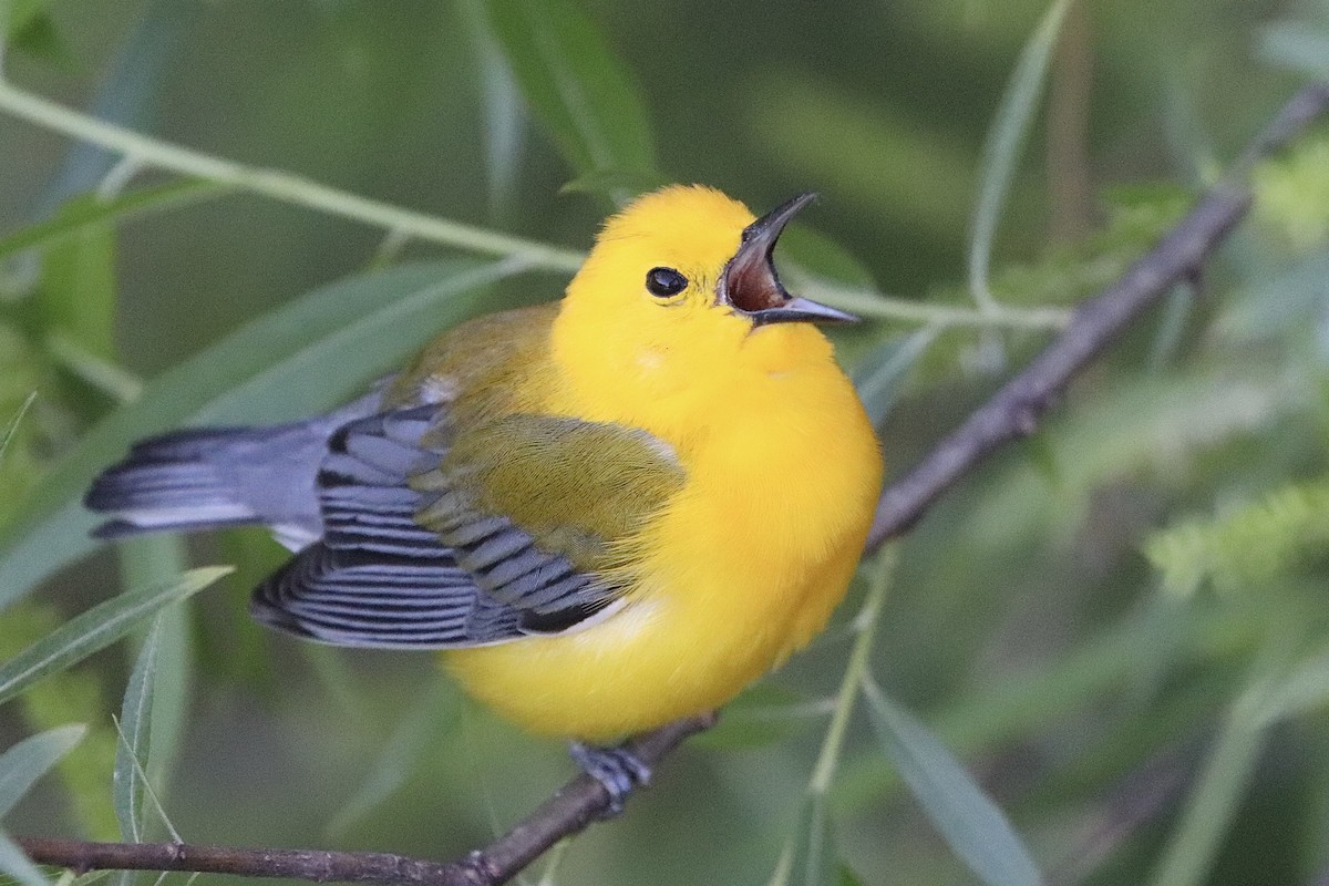 Prothonotary Warbler - ML617802469