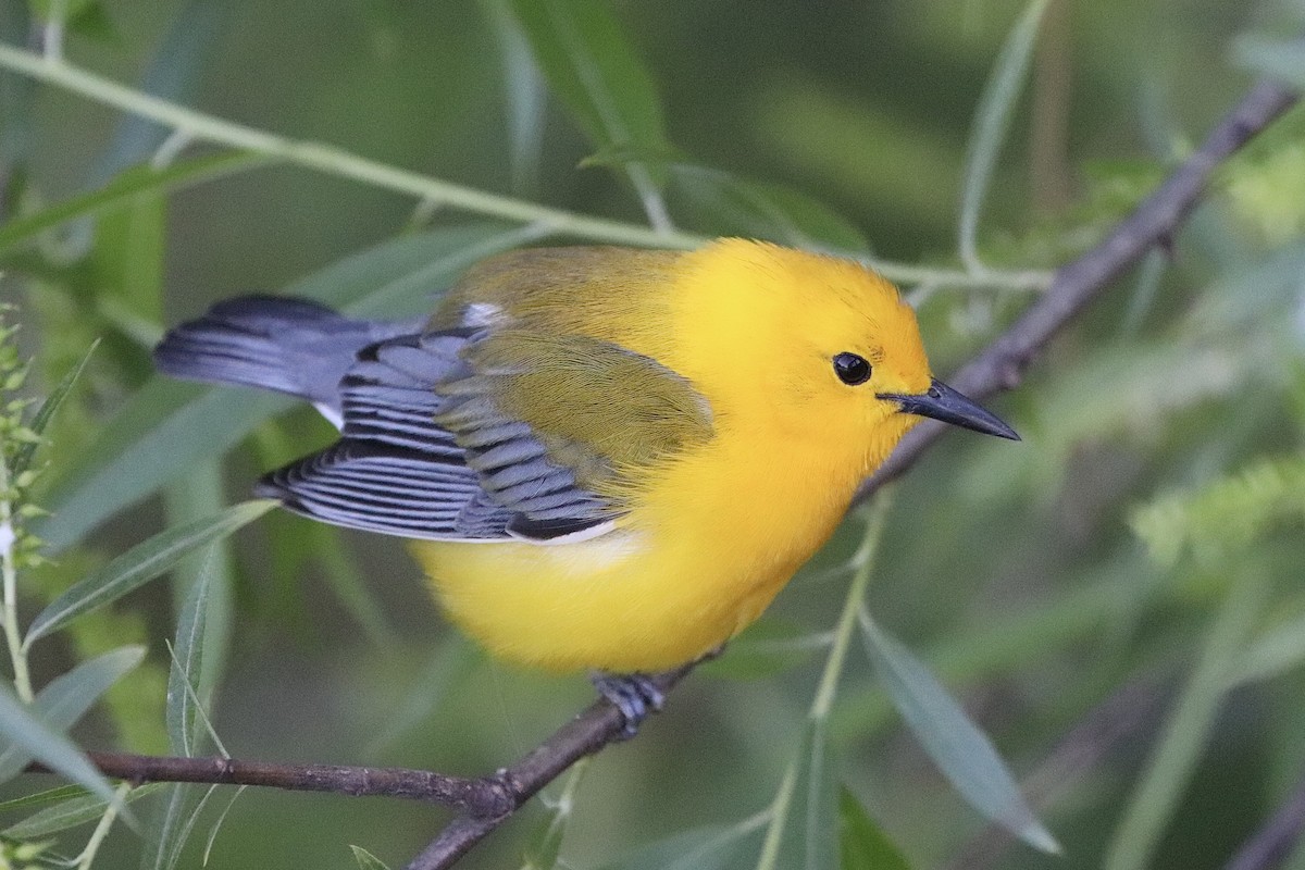 Prothonotary Warbler - Natalie Bailey