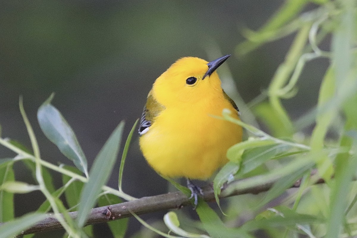 Prothonotary Warbler - ML617802471