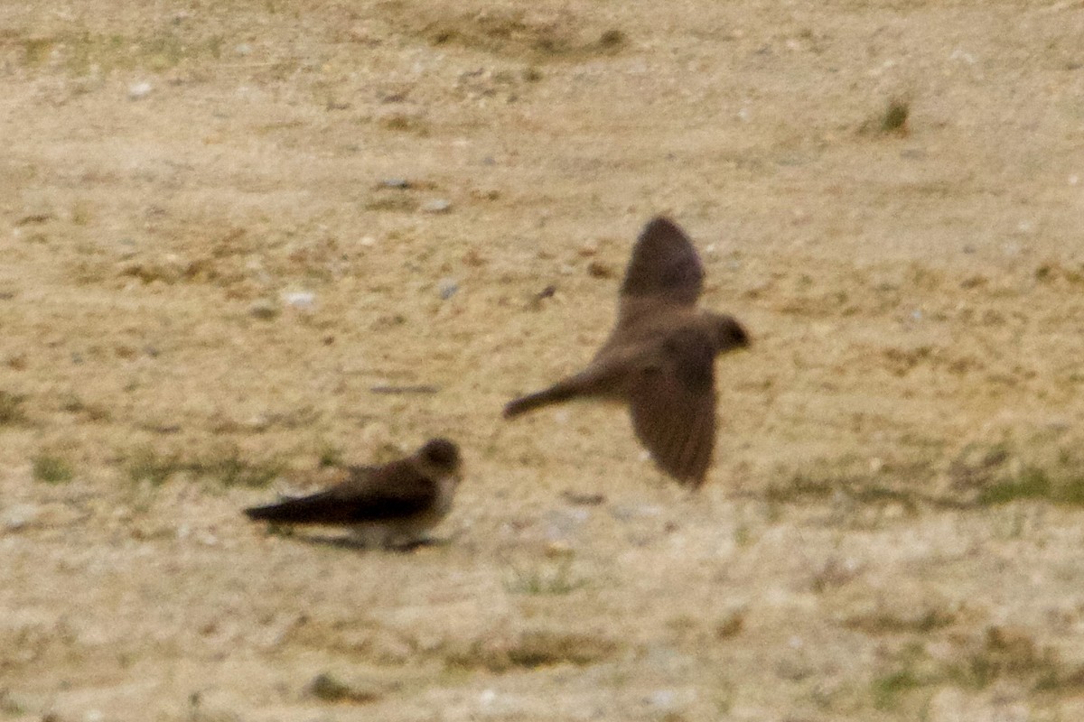 Northern Rough-winged Swallow - ML617802522
