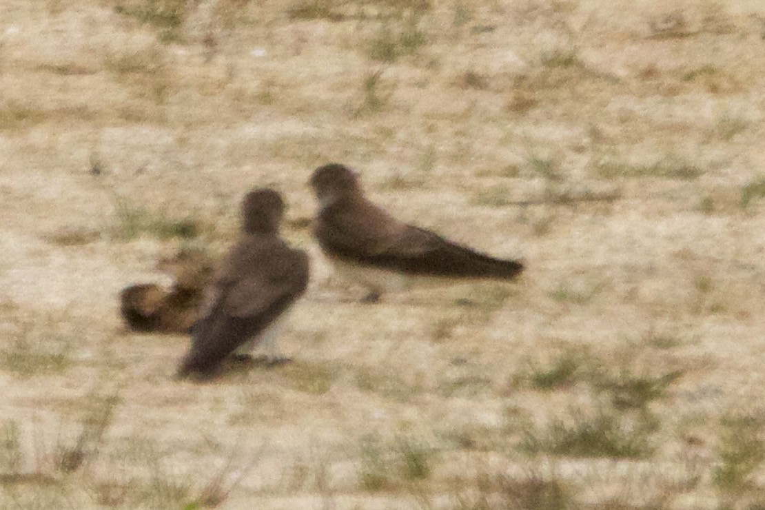 Northern Rough-winged Swallow - ML617802523