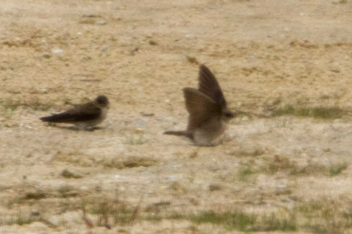 Northern Rough-winged Swallow - ML617802524