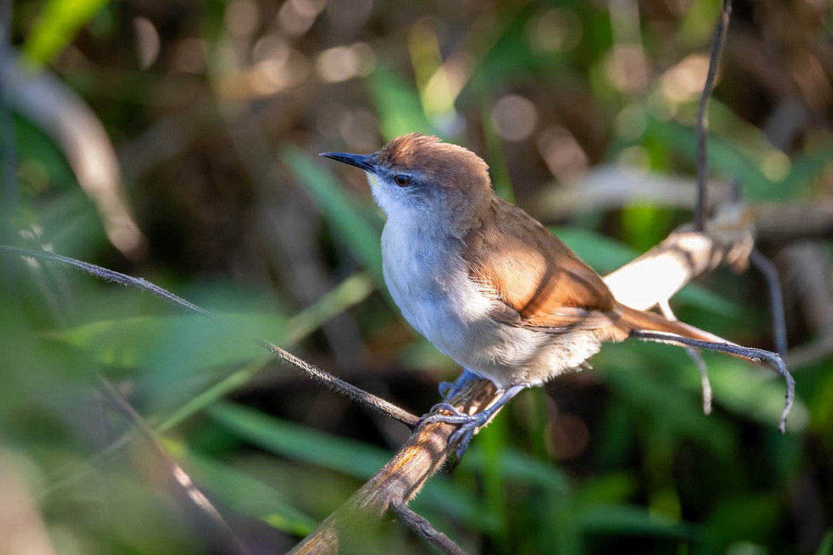 Yellow-chinned Spinetail - ML617802531