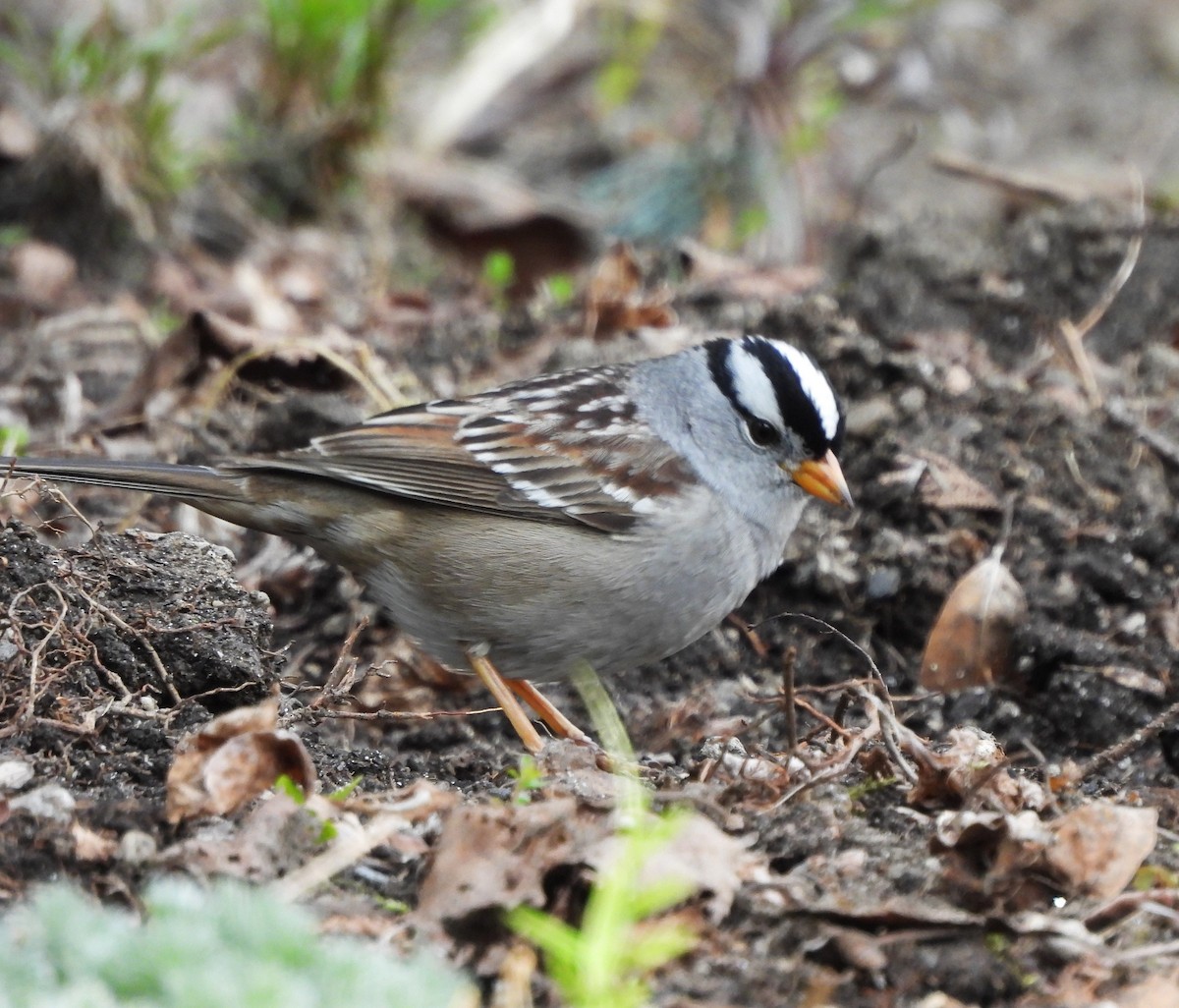 White-crowned Sparrow - ML617802540