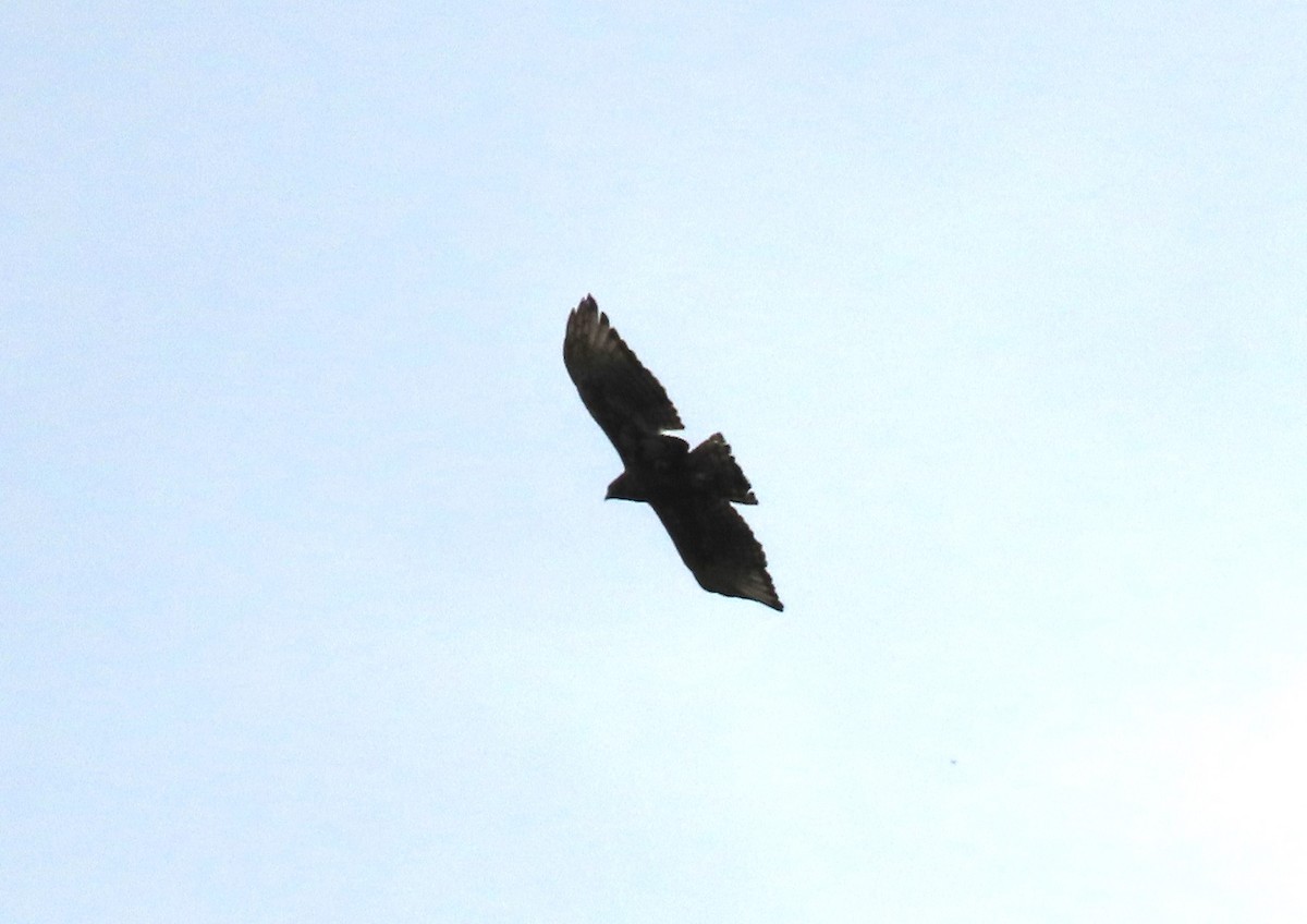 Black-and-chestnut Eagle - ML617802541