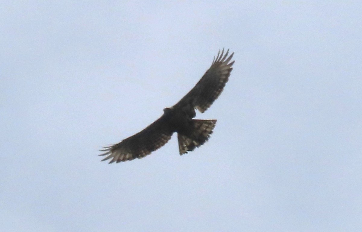 Black-and-chestnut Eagle - ML617802555