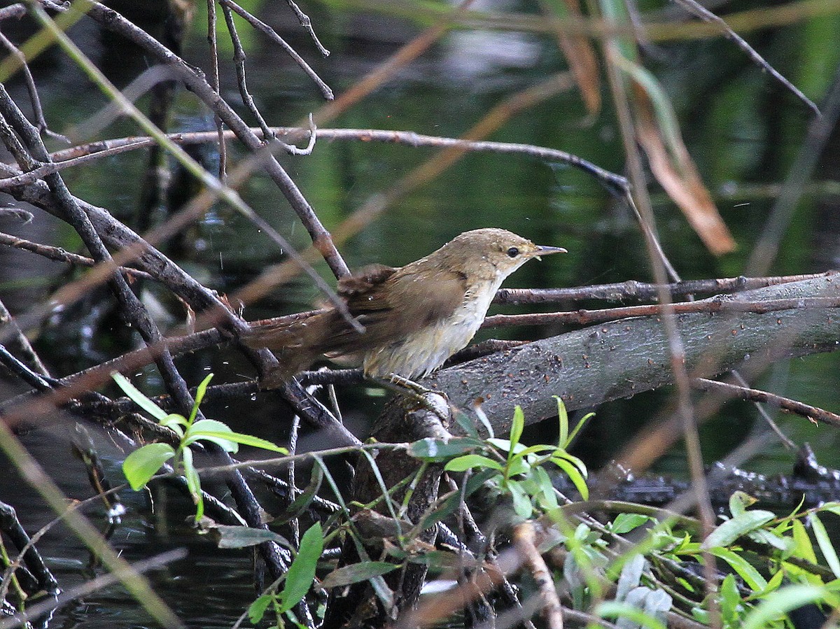Common Reed Warbler (African) - ML617802569