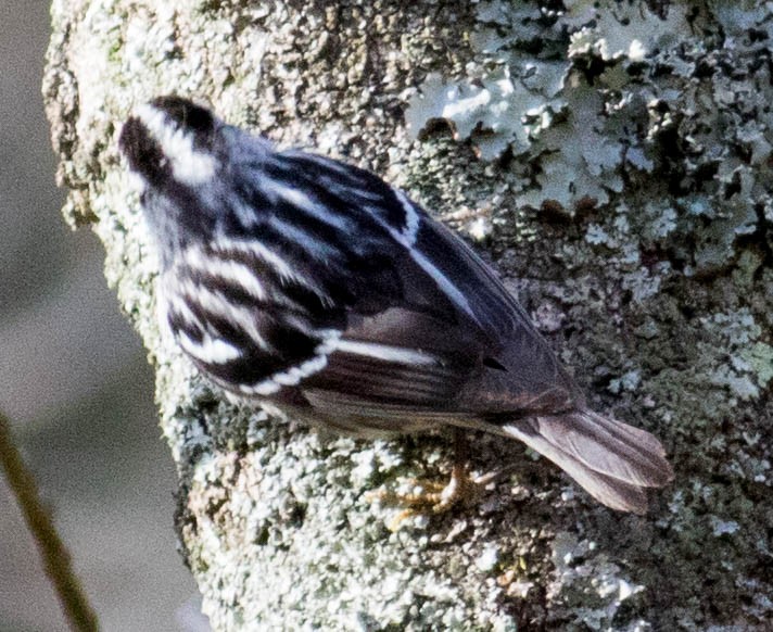 Black-and-white Warbler - ML617802589