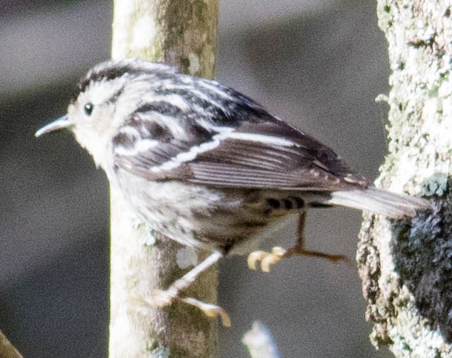 Black-and-white Warbler - ML617802590