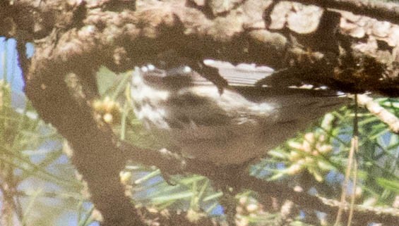 Yellow-throated Warbler (dominica/stoddardi) - Elle McGee