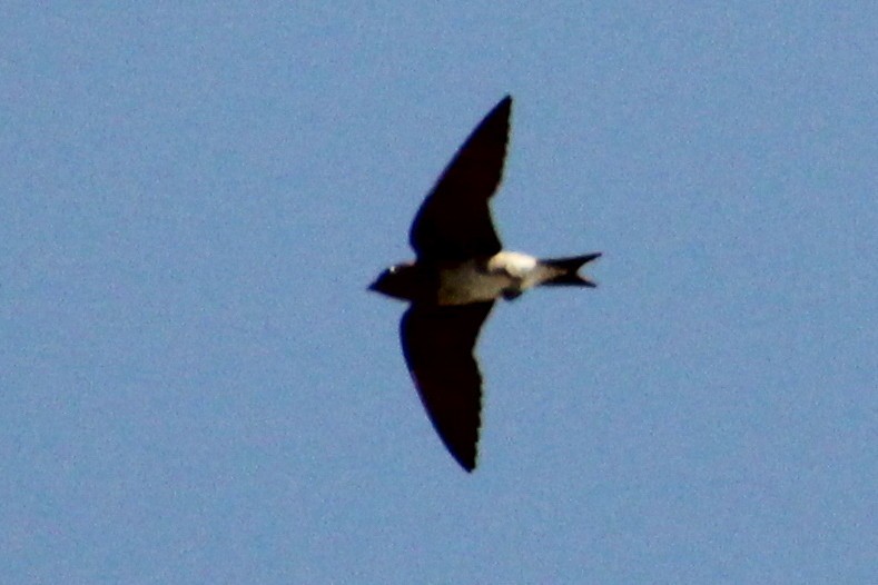 swallow sp. - Anonymous
