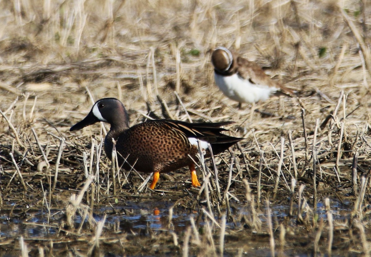 Blue-winged Teal - ML617802667