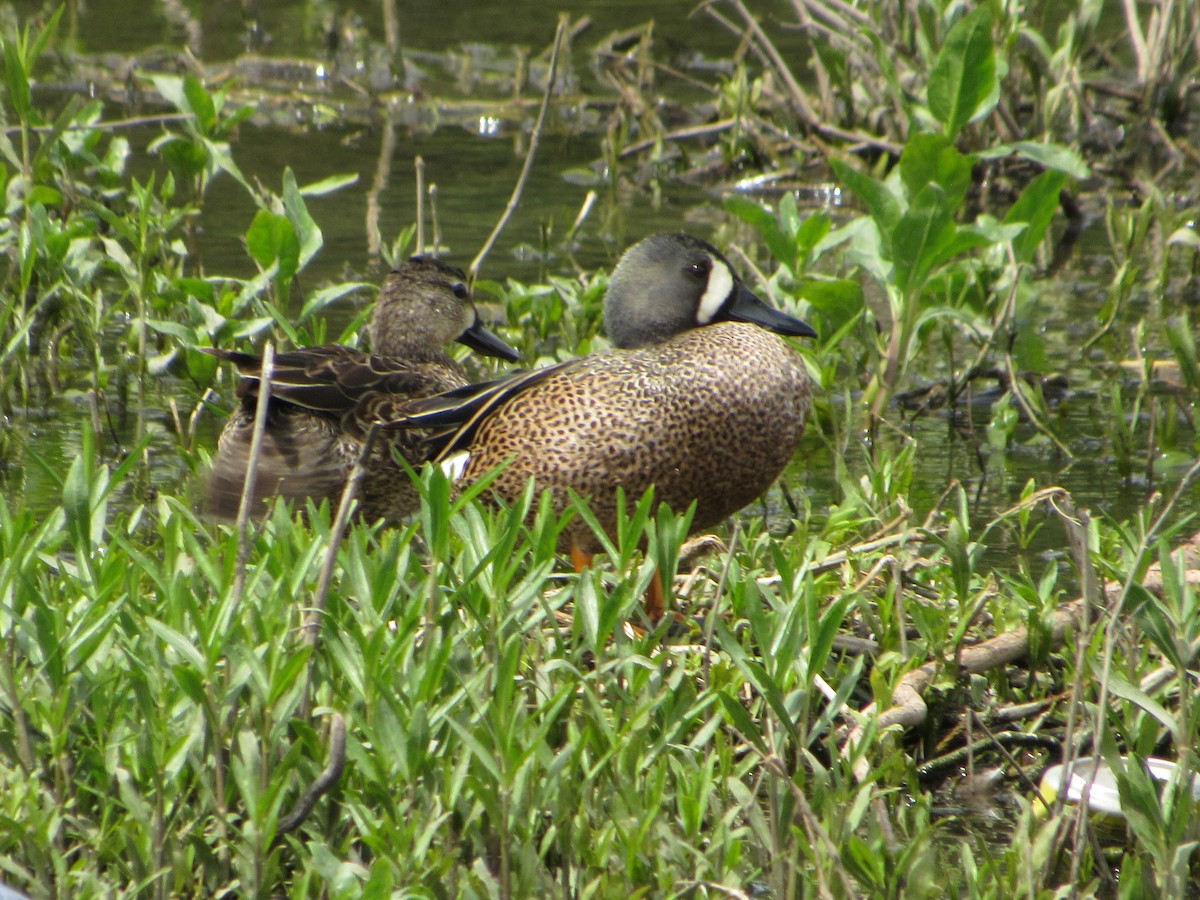 Blue-winged Teal - ML617802682