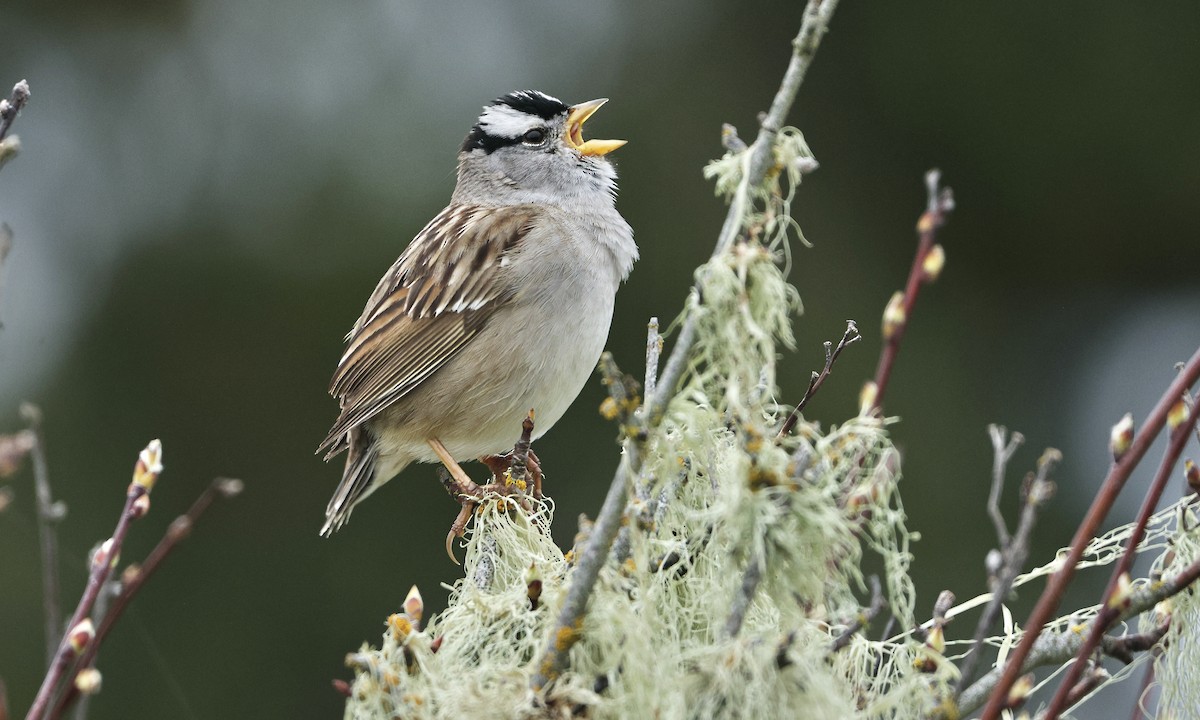 White-crowned Sparrow - Evan Larson