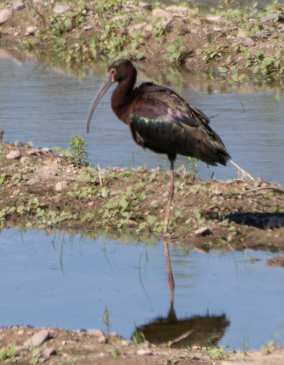ibis americký - ML617802727