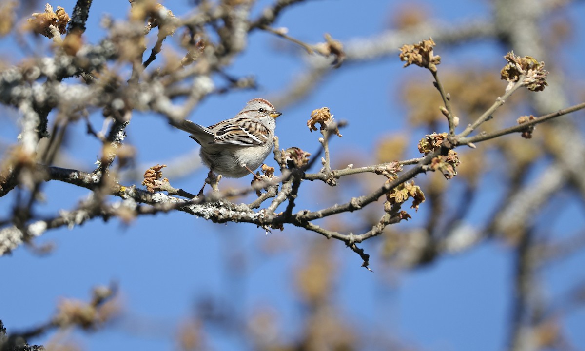 American Tree Sparrow - ML617802734