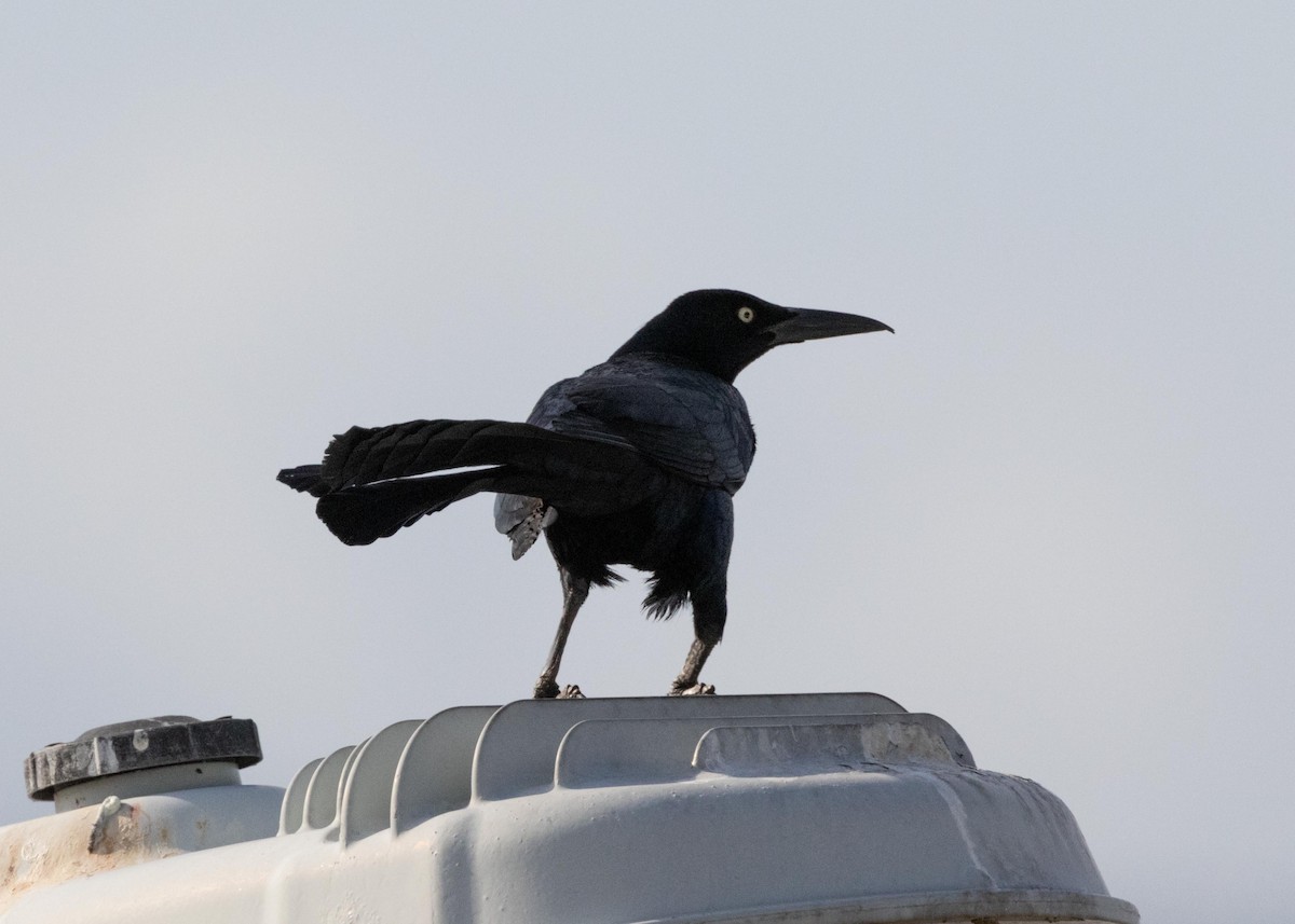 Great-tailed Grackle - ML617802753