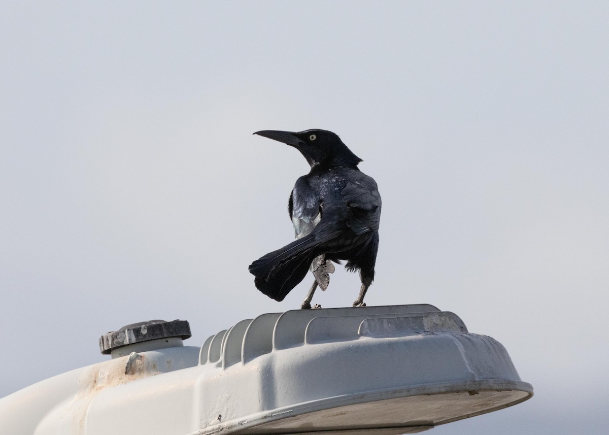 Great-tailed Grackle - ML617802754