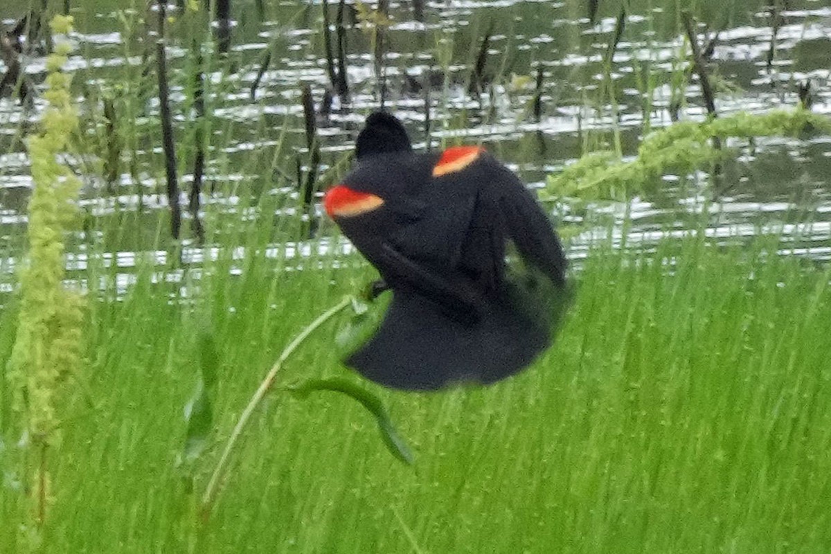 Red-winged Blackbird (Red-winged) - ML617802757