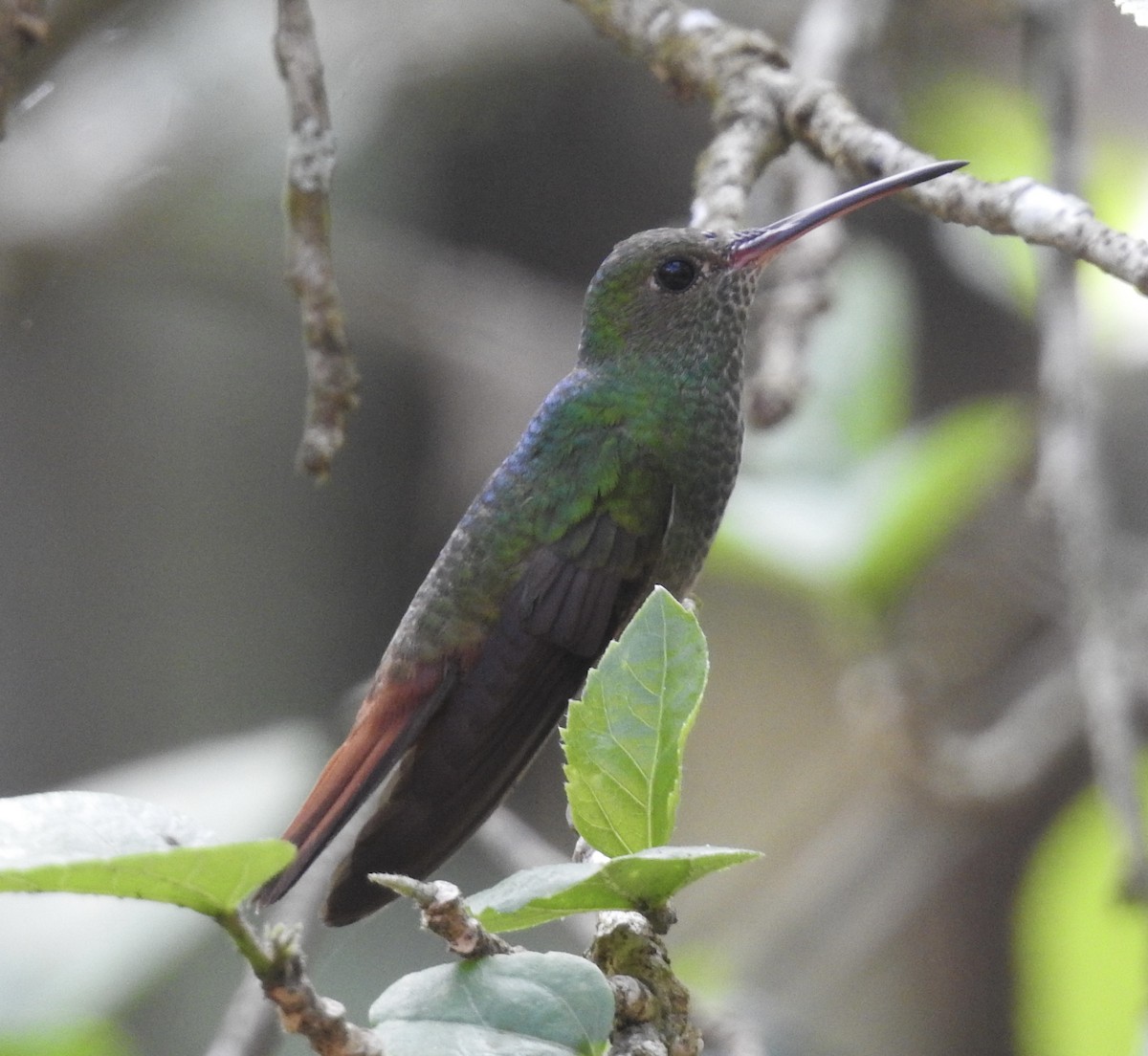 Rufous-tailed Hummingbird - Kelly Ducham