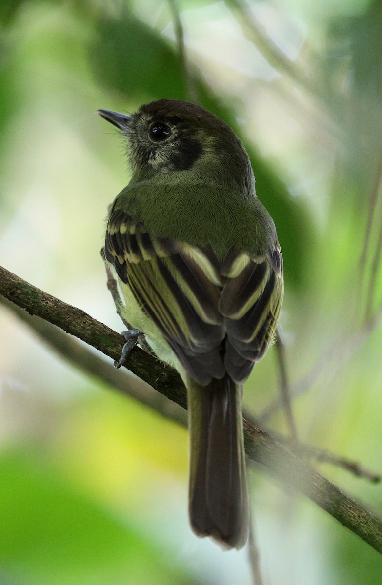 Sepia-capped Flycatcher - ML617802843