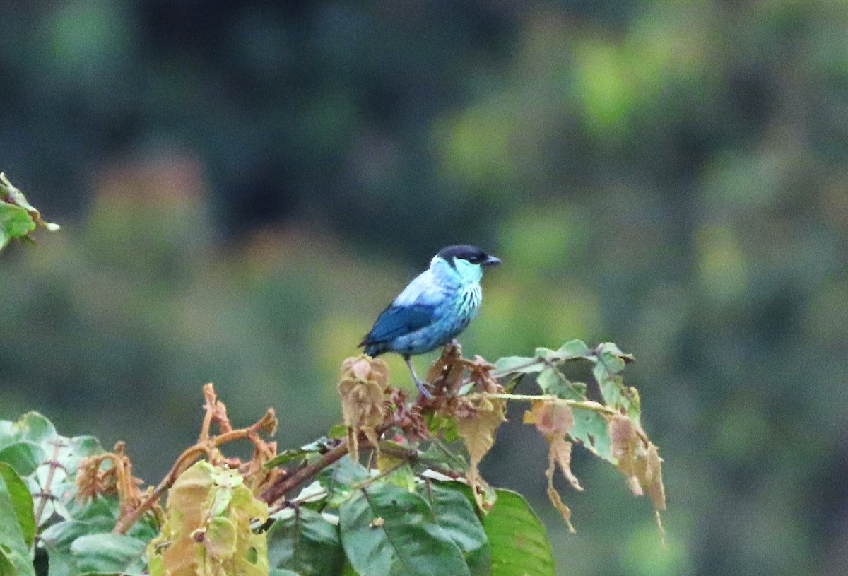 Black-capped Tanager - ML617802854