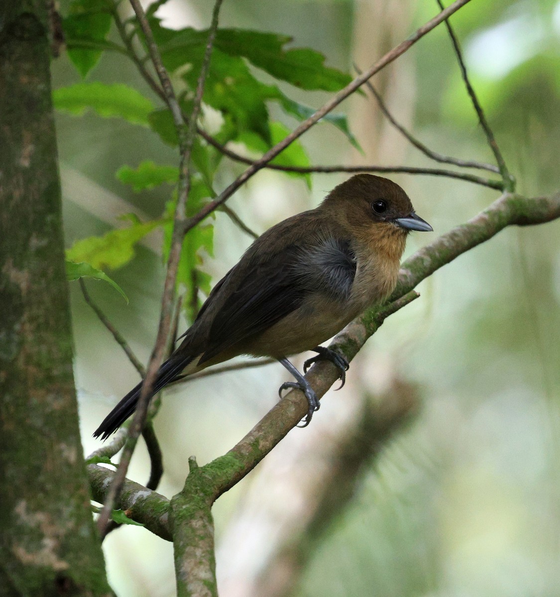 Black-goggled Tanager - ML617802915