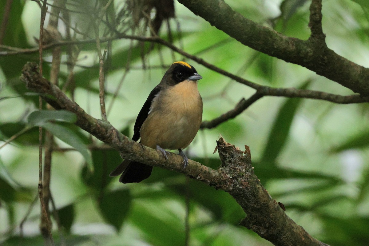 Black-goggled Tanager - ML617802917